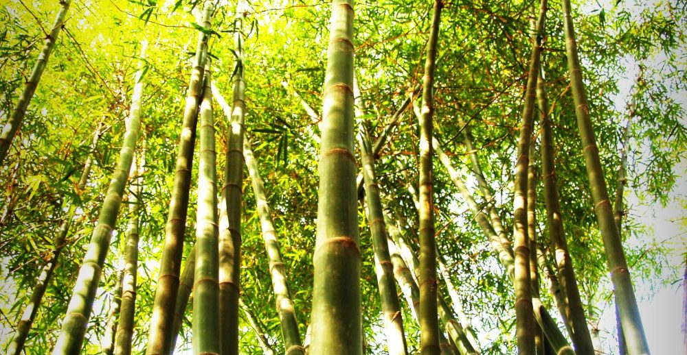 Bamboe - duurzaamheid